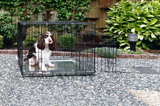 Actual product image Beeztees Dog Box Black (Dog, Foldable)