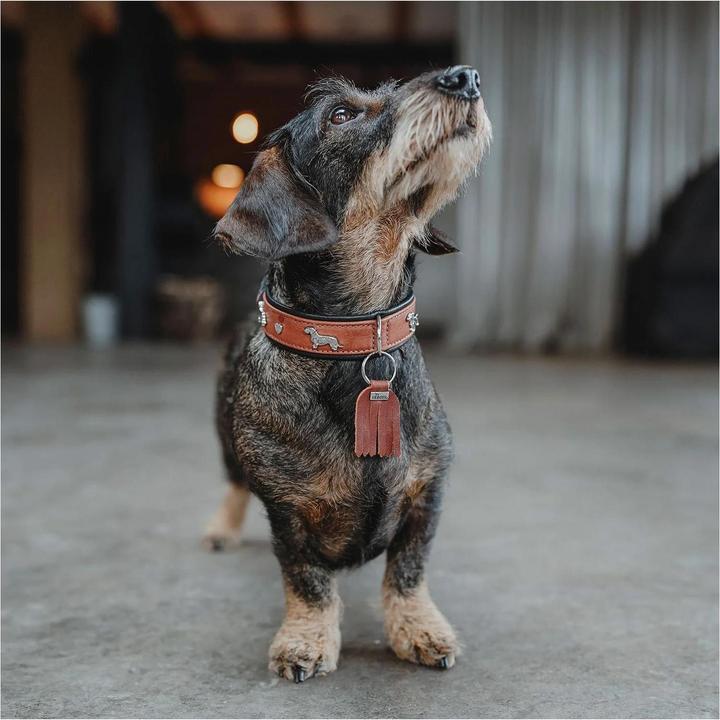 Immagine prodotto Hunter Collare bassotto Monaco 42/S, pelle di vacchetta, cognac/nero (42, S, Cane, Sport cane)
