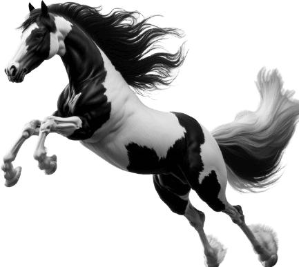 Image du produit Bügelbilder Bügelbild irish tinker horse (1 x)