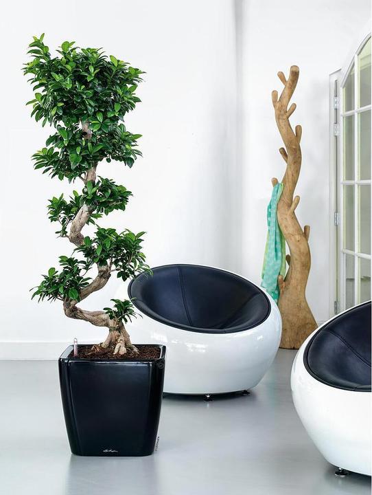 Actual product image Lechuza Quadro LS (43 cm)