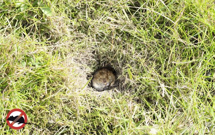 Actual product image Gardigo Vole pincer trap