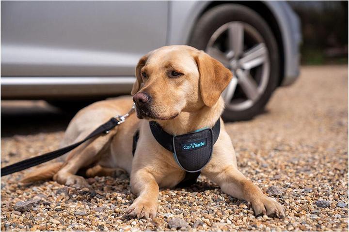 Actual product image Company of Animals CarSafe Autogeschirr (Dog)