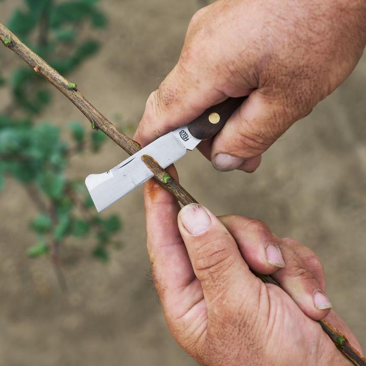 Image du produit Felco 512 Veredelungs- und Knospungsmesser