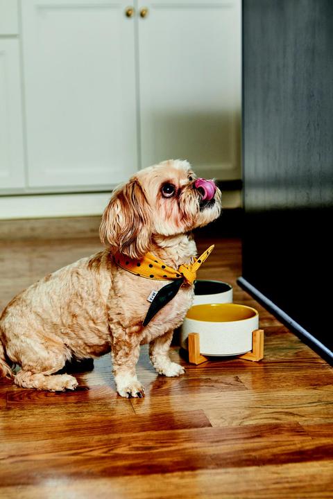 Actual product image Field + Wander Ceramic Dog Bowl With Bamboo Stand