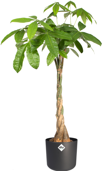 Actual product image Elho b.for soft (18.30 cm)