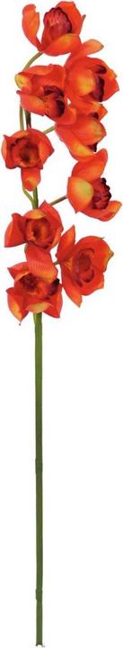 Produktbild Europalms Cymbidiumzweig (90 cm)
