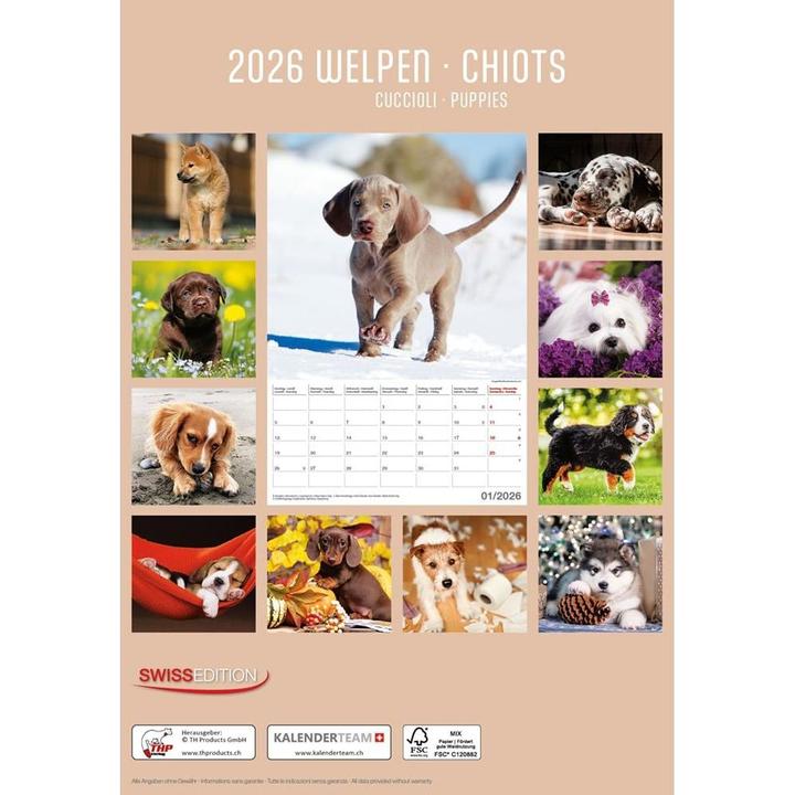 Produktbild Bildkalender Welpen 2026 (23.7 x 34 cm)