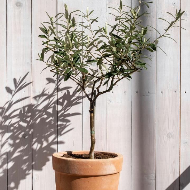 Produktbild Plant in a Box Olea Europaea - Olivenbaum (80 cm)