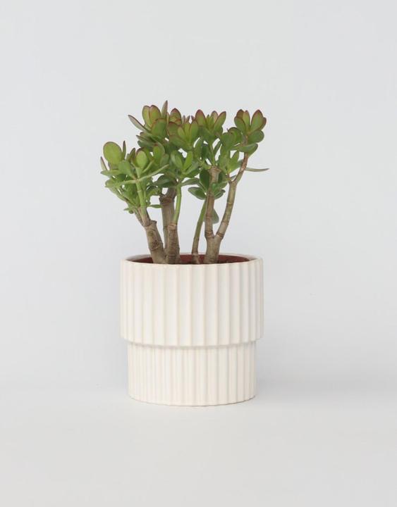 Immagine prodotto Plant in a Box Crassula ovata Minor - Pianta di giada (30 cm)