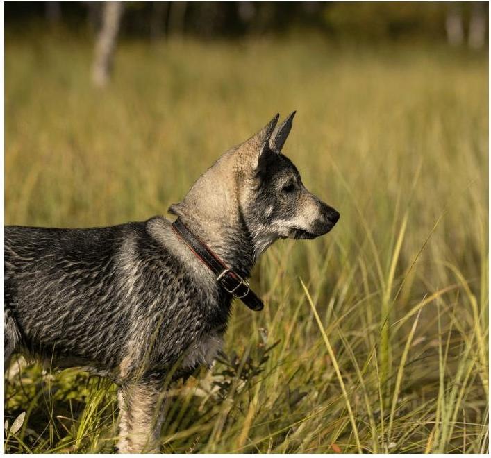 Produktbild Tracker Hundeortungsgerät Ultracom R10i