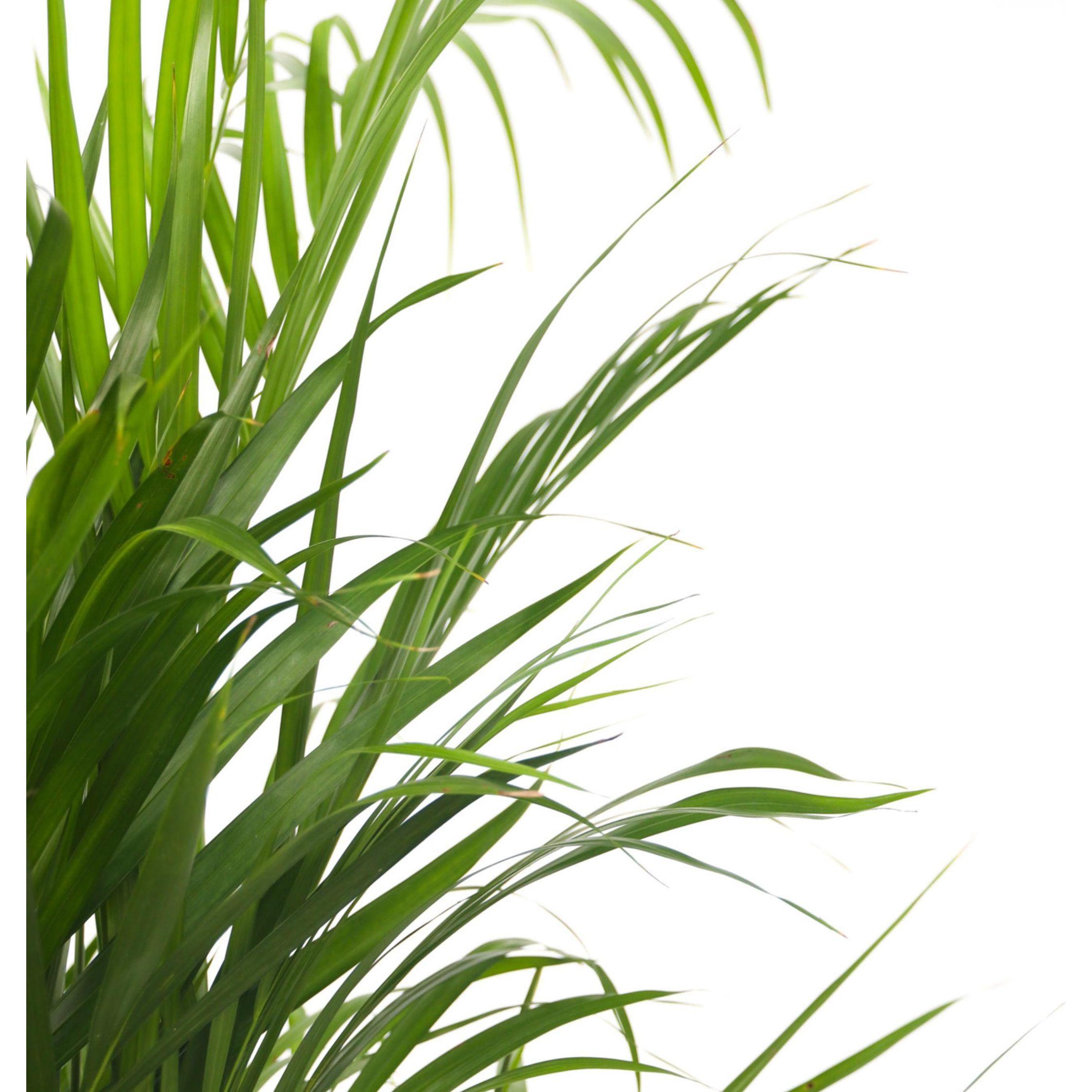 Thumbnail - Plant in a Box, Pflanzen, Dypsis Lutescens - 2er Set Areca Goldfruchtpalme (60 cm)