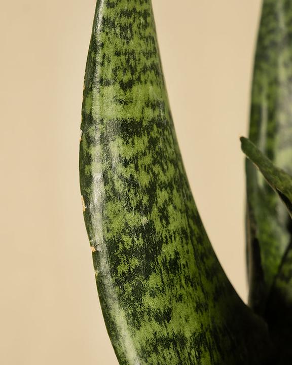 Produktbild feey Grüne Schwiegermutterzunge (35 cm, Frisch umgetopft)