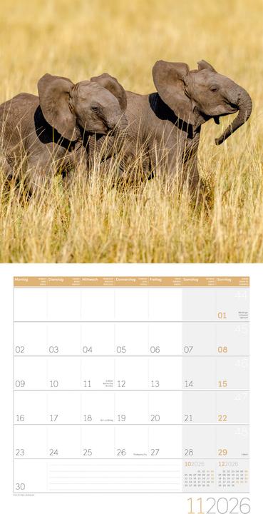 Image du produit Elefanten Kalender 2026 - 30x30 (30 x 30 cm, Couverture rigide, Français, Anglais, Allemand)