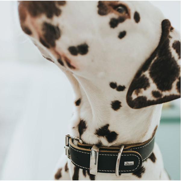 Produktbild Hunter Halsband Aalborg Special (40, 41, 42, 43, 44, 45, 46, 47, 48, Hund, Hundesport)