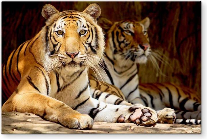 Image du produit Trenddeko Deux tigres royaux (60 x 40 cm)
