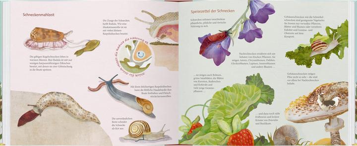 Immagine prodotto Schau mal, eine Schnecke! (Tedesco, Bärbel Oftring, Jana Walczyk, 2025)