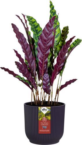 Produktbild Elho The Winery Collection Rund (16 x 14.78 cm)