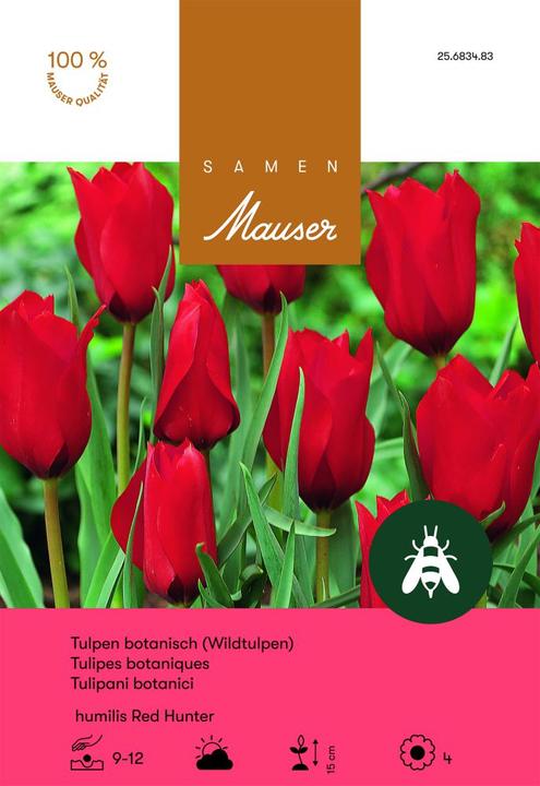 Produktbild Samen Mauser Red Hunter Wildtulpe (Blumenzwiebeln)
