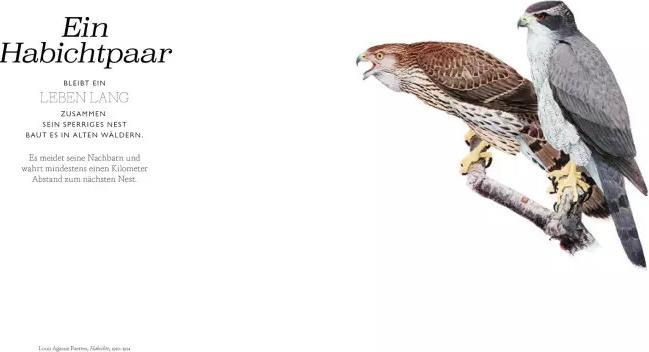 Actual product image Vögel in der Kunst (German, Kendra Wilson, 2020)