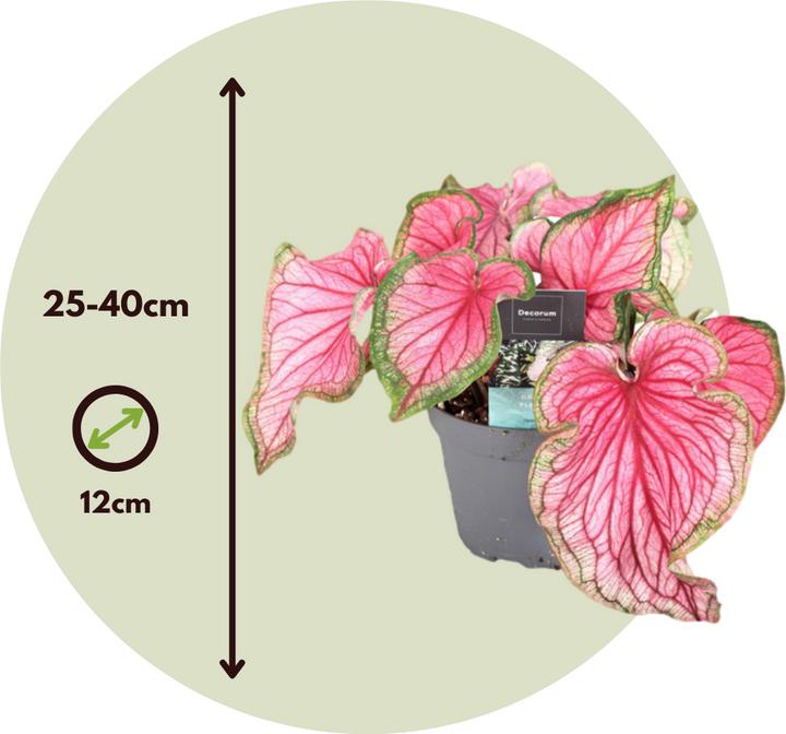 Actual product image Plant in a Box Caladium Sweetheart - (25 cm)