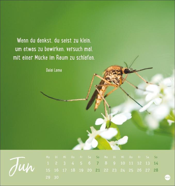 Produktbild Never give up! Postkartenkalender 2026 - Durchhalten. Denn alles wird gut (Deutsch)
