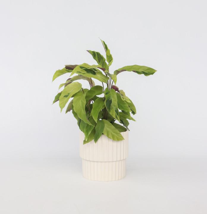 Produktbild Plant in a Box Calathea “Yellow Fusion” - Marantaceae (30 cm)