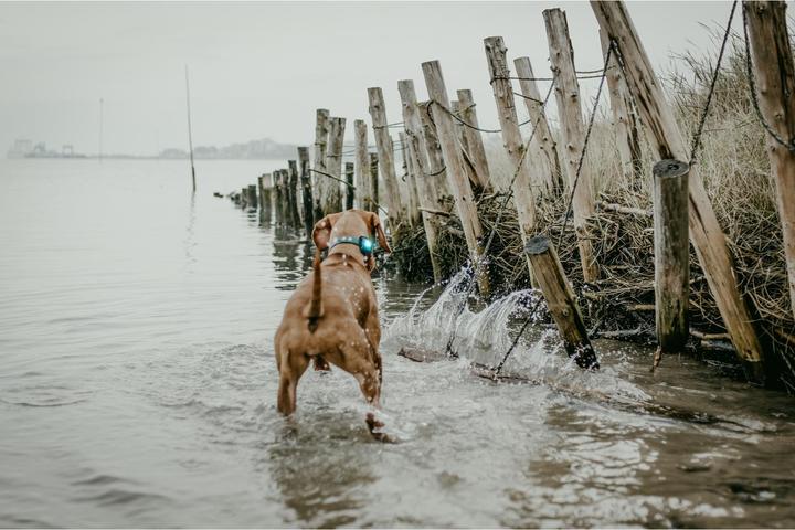 Image du produit Orbiloc Safety Light Dog Dual (Taille unique, Chien)