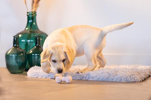 Produktbild Beeztees Dental Hantel (Kauspielzeug Hund)