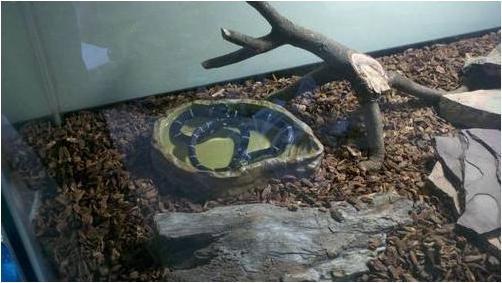 Actual product image Exo Terra Water bowl