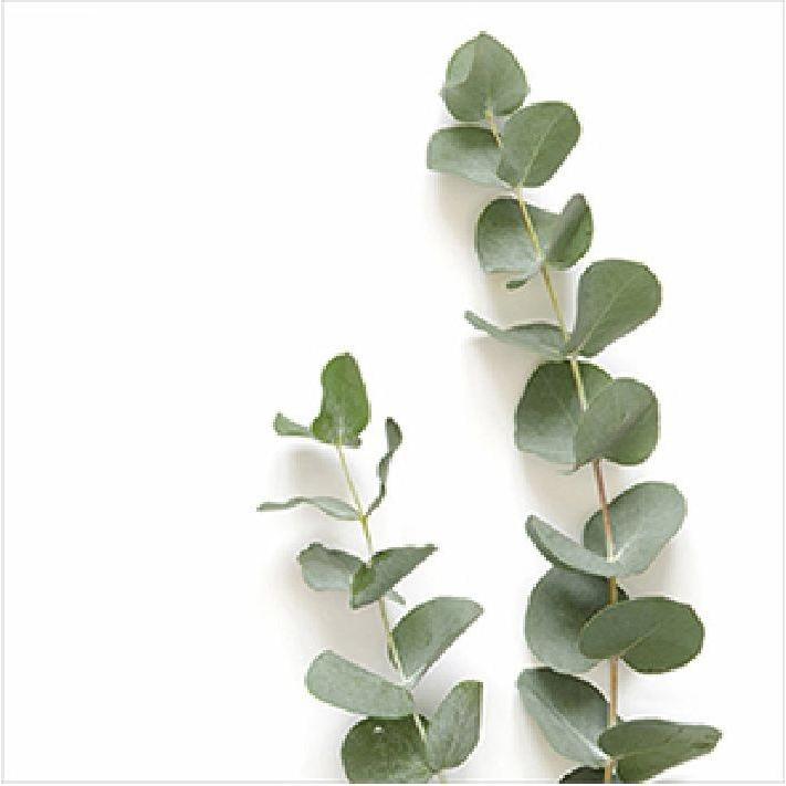Braun + Company, Servietten, Elegant Green (20 x, 25 x 25 cm)