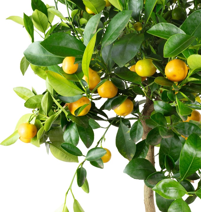Actual product image Flowerbox Orange tree - Citrofortunella microcarpa (55 cm)