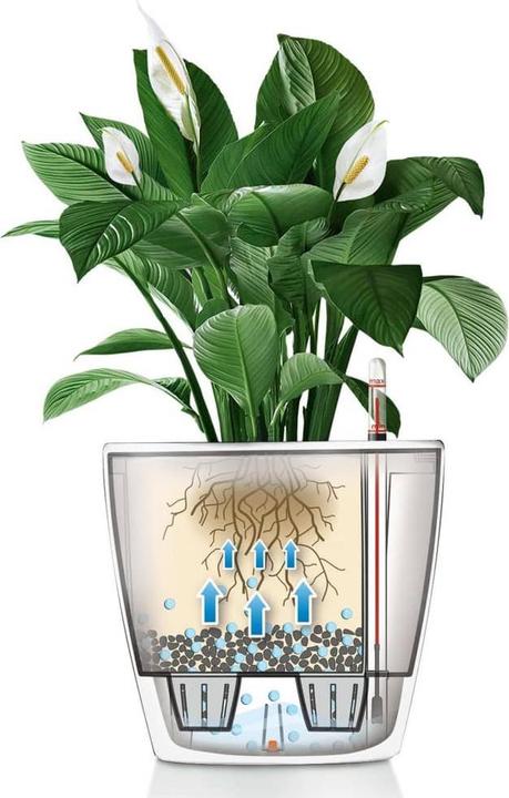 Image du produit Lechuza Classico (36 cm)