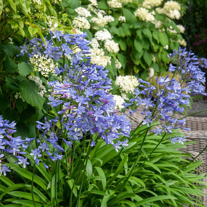 Produktbild Plant in a Box Agapanthus - 6er Set (10 cm)