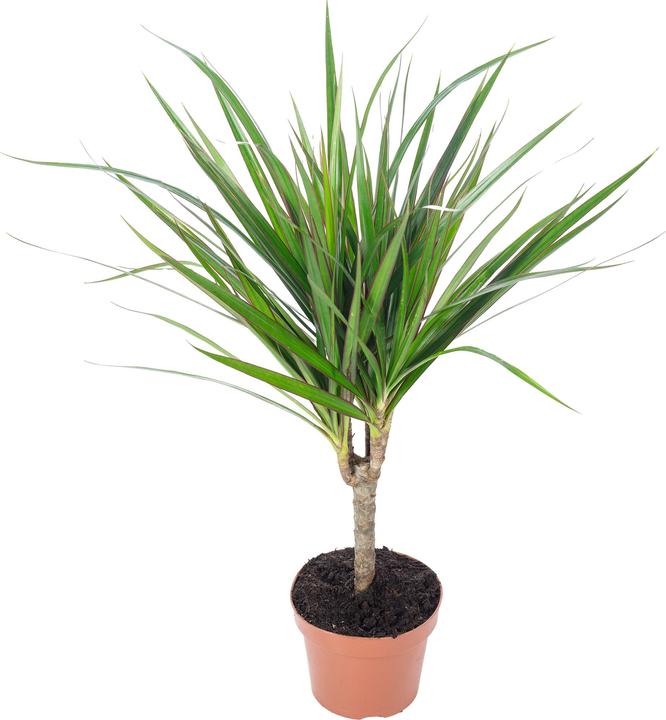 Produktbild Flowerbox Drachenbaum - Dracaena Marginata (35 cm)