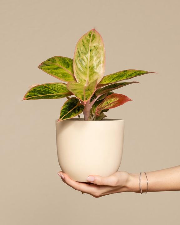 Produktbild feey Aglaonema Salmon Fantasy (25 cm, Frisch umgetopft)