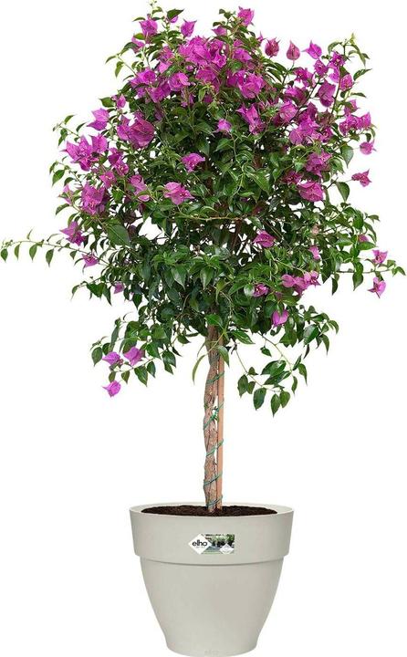 Produktbild Elho Vibia Campana (35 x 30 cm)