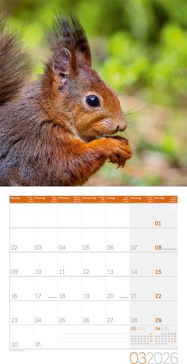 Actual product image Eichhörnchen Kalender 2026 - 30x30