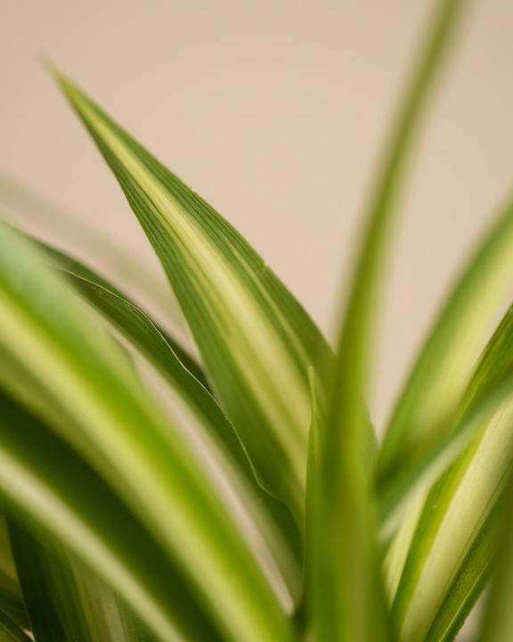 Produktbild feey Kleines tierfreundliches Pflanzen-Set (20 cm, Frisch umgetopft, Tierfreundlich)