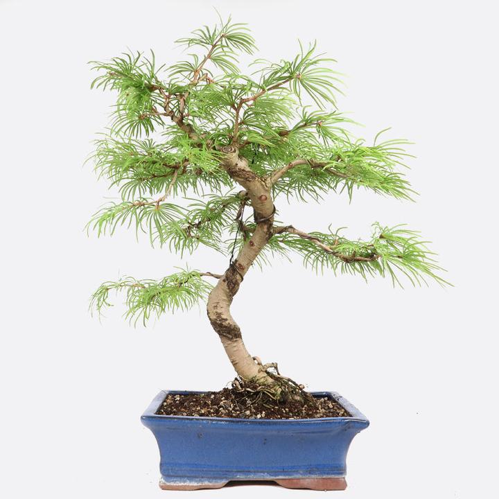 Image du produit Bonsai.ch Pseudolarix Mélèze doré (23 cm)