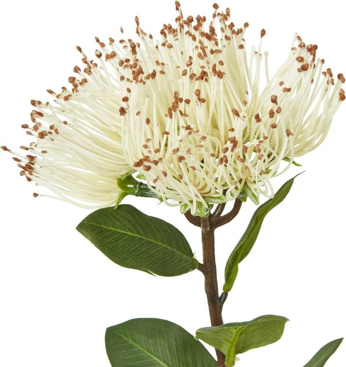 Immagine prodotto Hill Interiors Protea Nitida Stelo Pianta artificiale (45 cm)