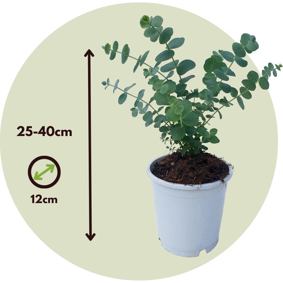 Thumbnail - Plant in a Box, Pflanzen, Eucalyptus Pulverulenta - Silberblättriger Eukalyptus (25 cm)