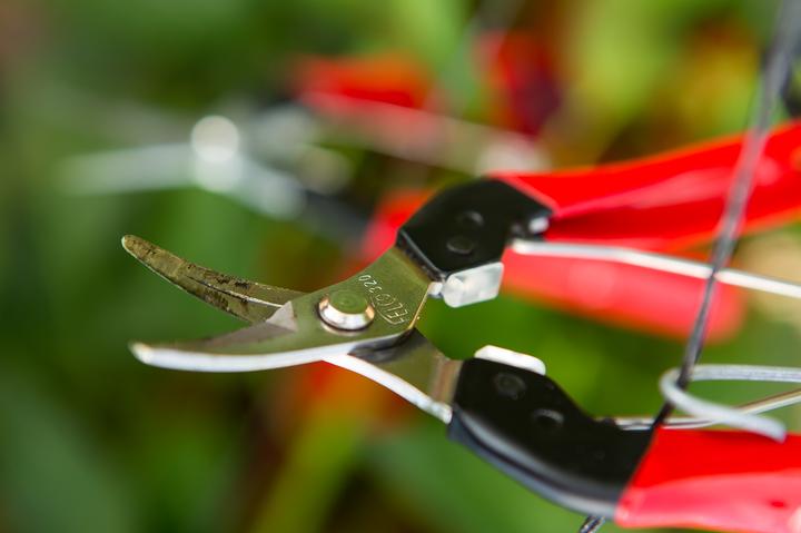 Produktbild Felco 320 Ernte-/ Leseschere