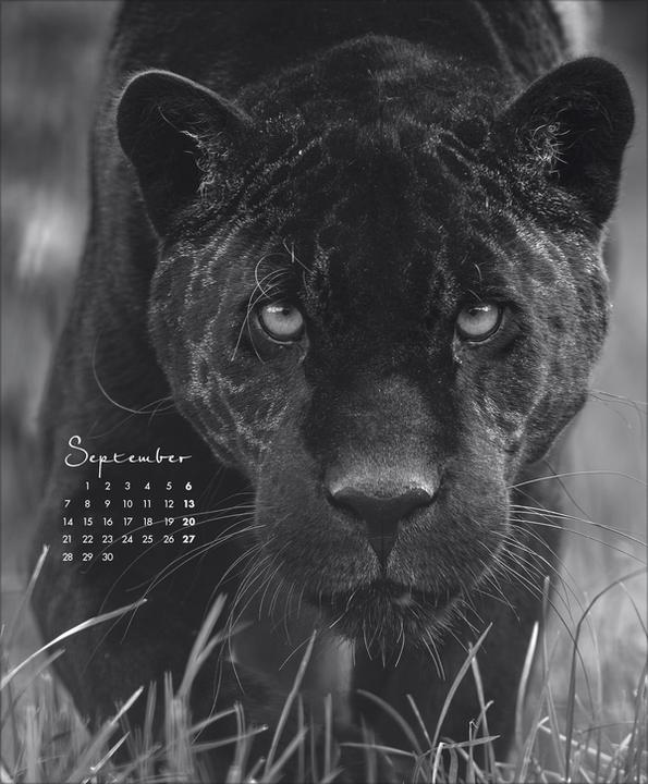 Produktbild WildLife 2026 (45.5 x 55 cm)