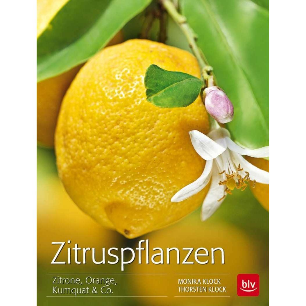Zitruspflanzen, Ratgeber von Monika Klock, Thorsten Klock