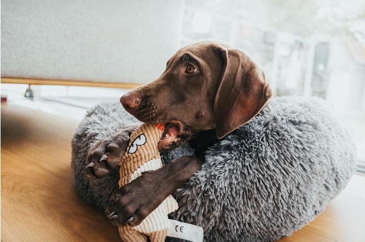 Immagine prodotto Hunter Gioco per cani Barry Mouse, 20 cm, beige (Gioco da masticare per cani)