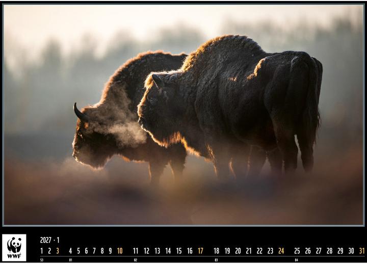 Produktbild WWF Kalender 2025