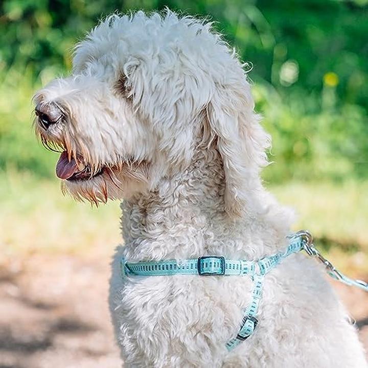 Actual product image Nobby Harness Soft Grip (L, XL, Dog, General)