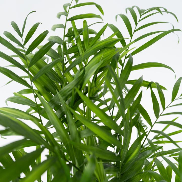 Actual product image Plant in a Box Chamaedorea elegans - Mountain Palm (50 cm)