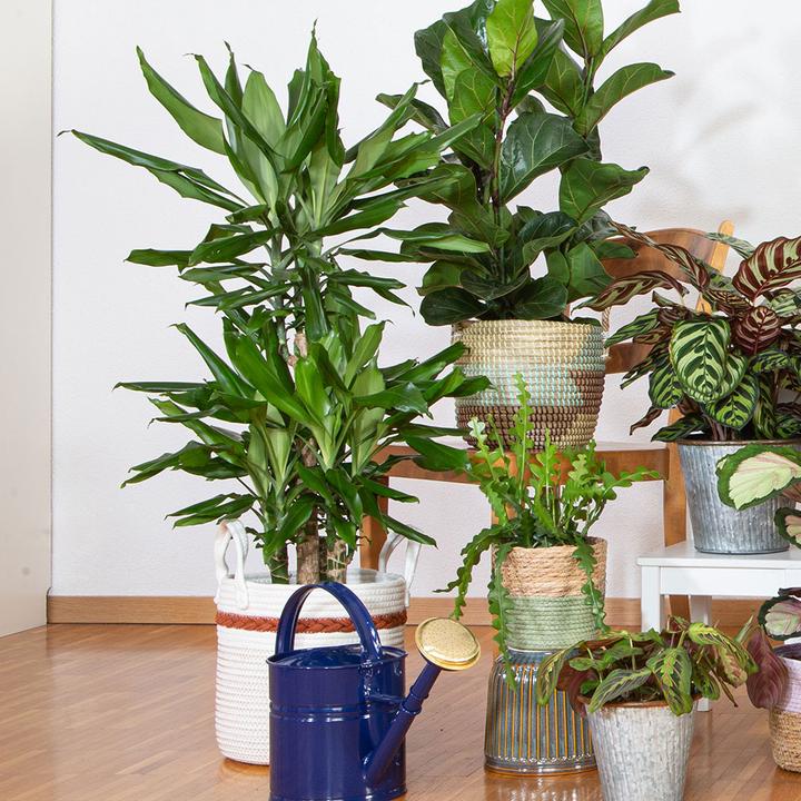 Immagine prodotto VEG and the City Lafia (Albero del Drago - Dracaena steudneri) (105 cm)