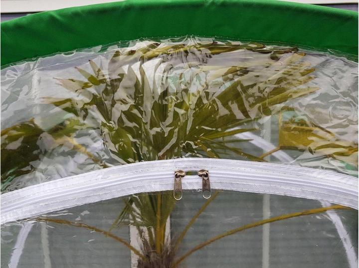 Actual product image BioGreen Maxigreen